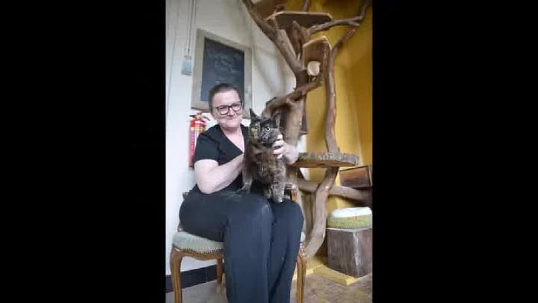 Kattenpraat