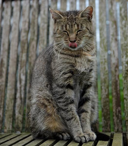 Kattenpraat