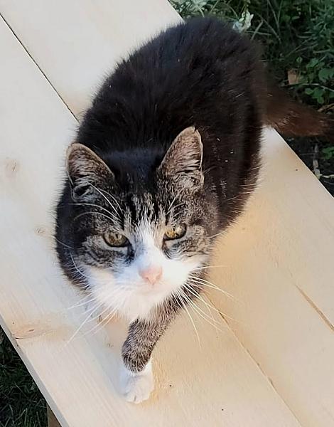 Kattenpraat