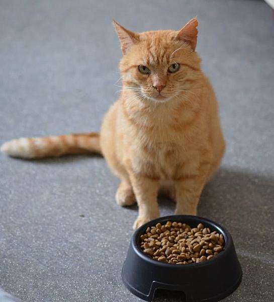 Kattenpraat