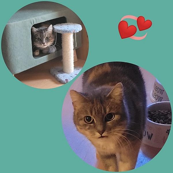 Kattenpraat