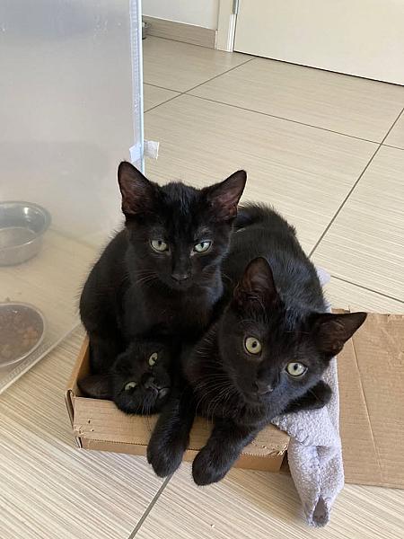 Kattenpraat