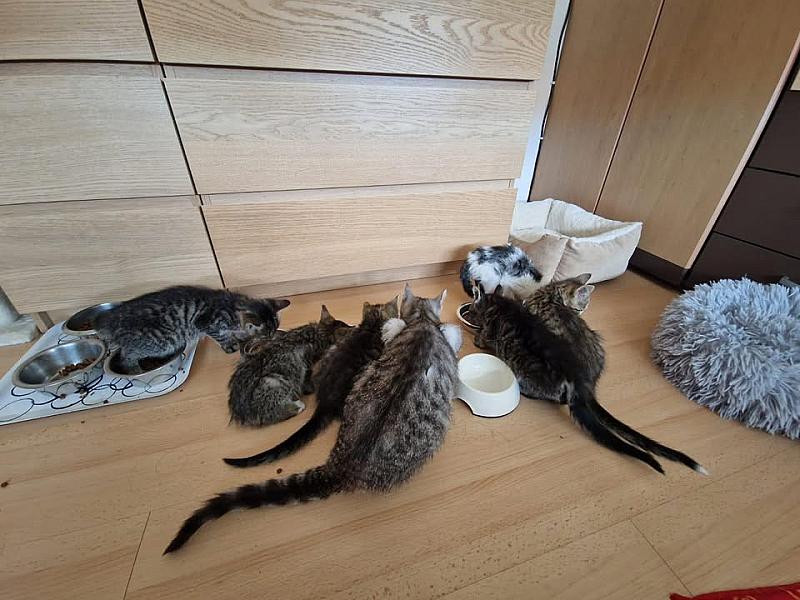 Kattenpraat