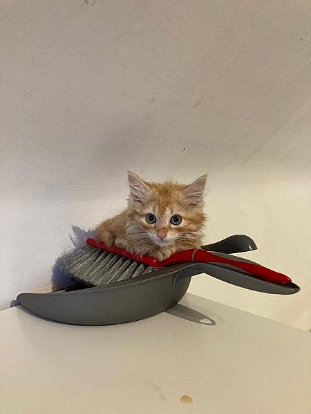 Kattenpraat