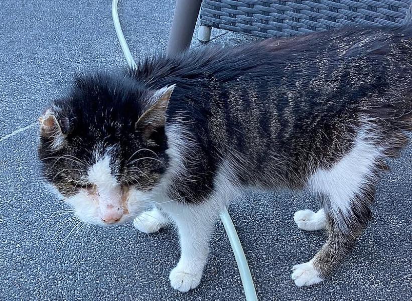 Kattenpraat