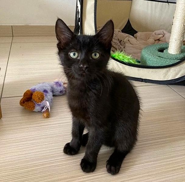 Kattenpraat
