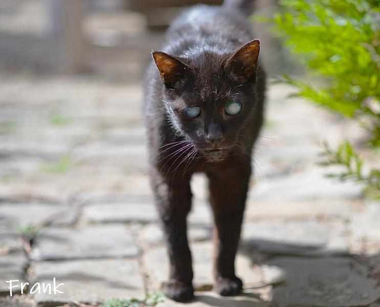 Kattenpraat