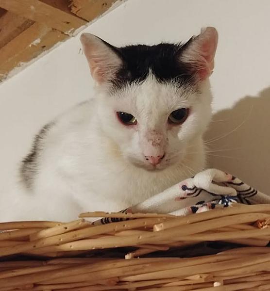 Kattenpraat