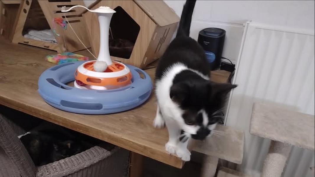 Kattenpraat