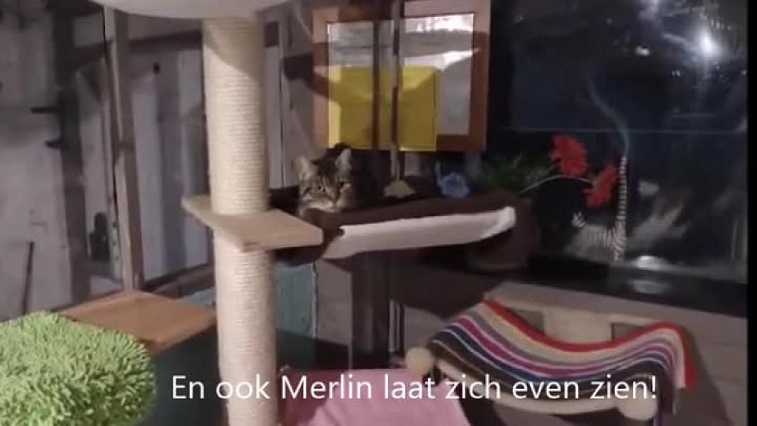 Kattenpraat