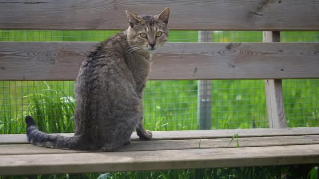 Kattenpraat