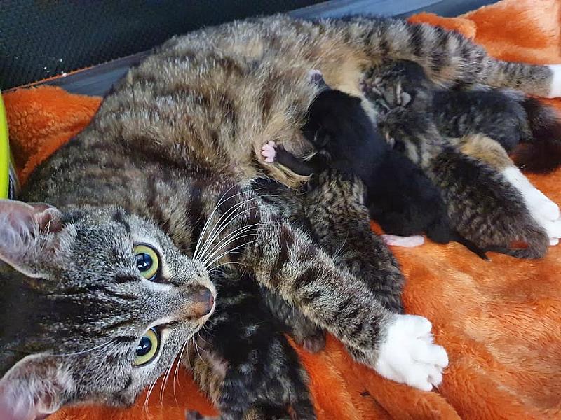 Kattenpraat