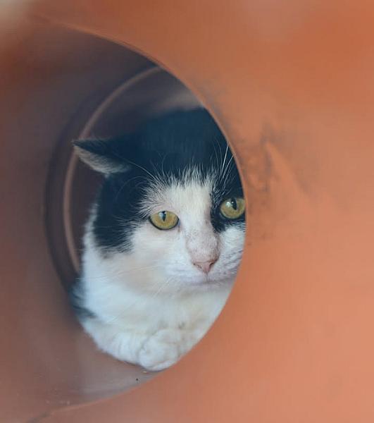 Kattenpraat