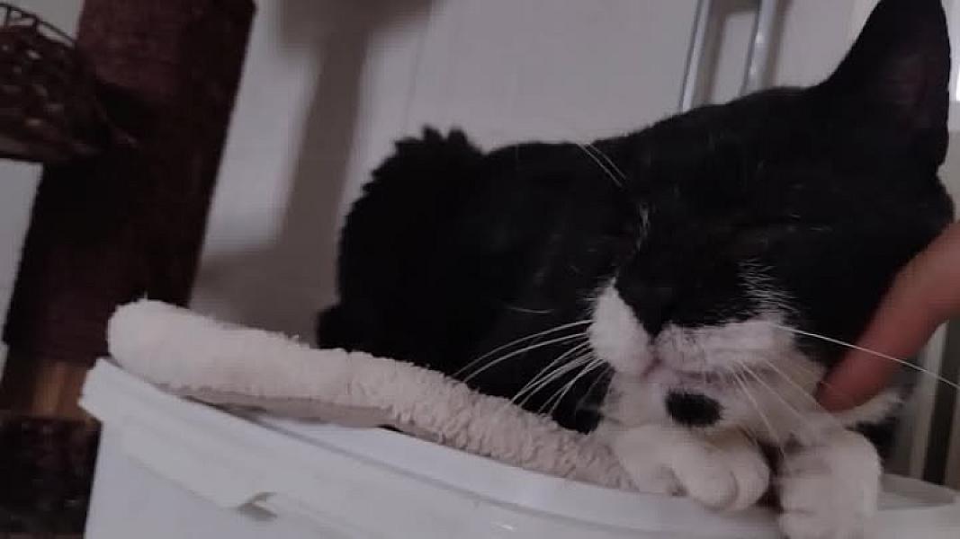 Kattenpraat