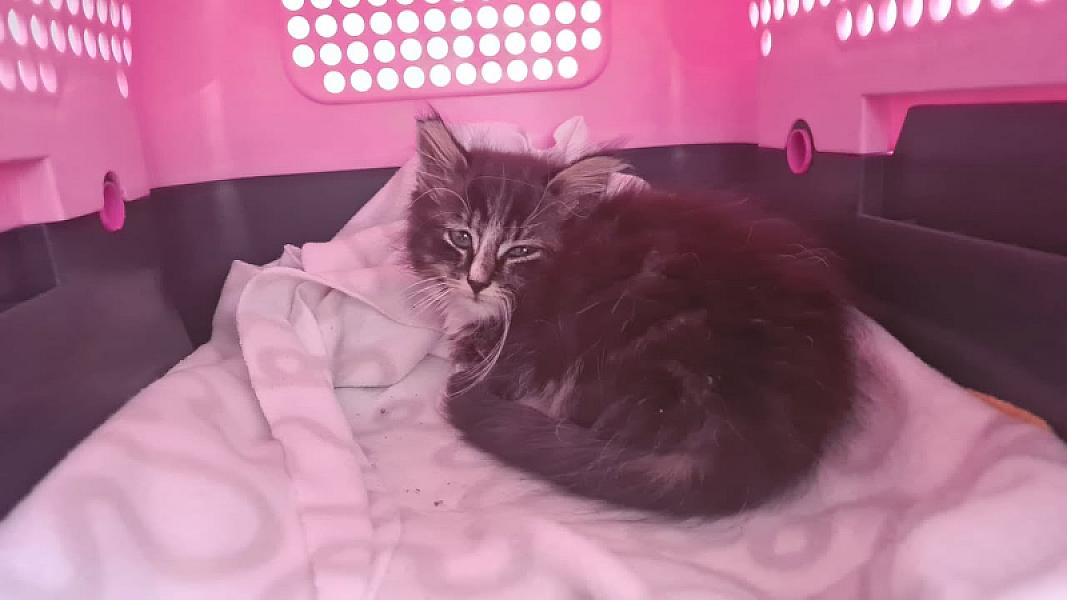 Kattenpraat