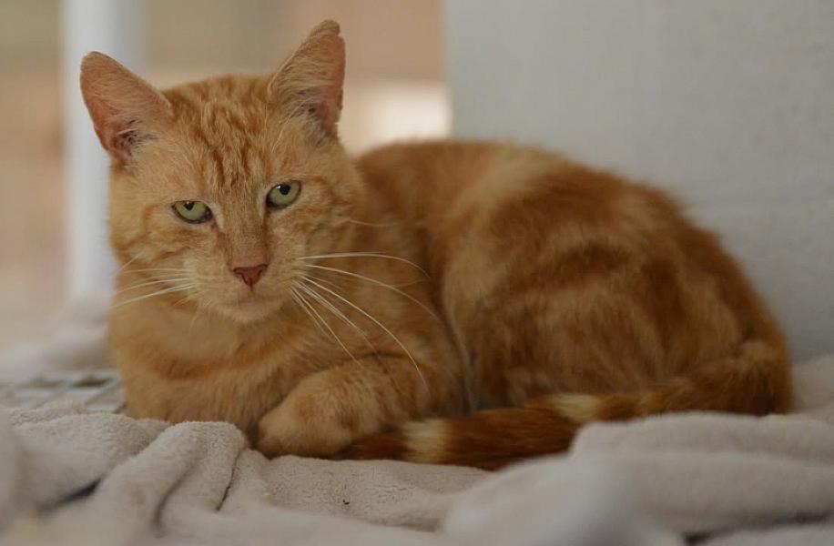 Kattenpraat