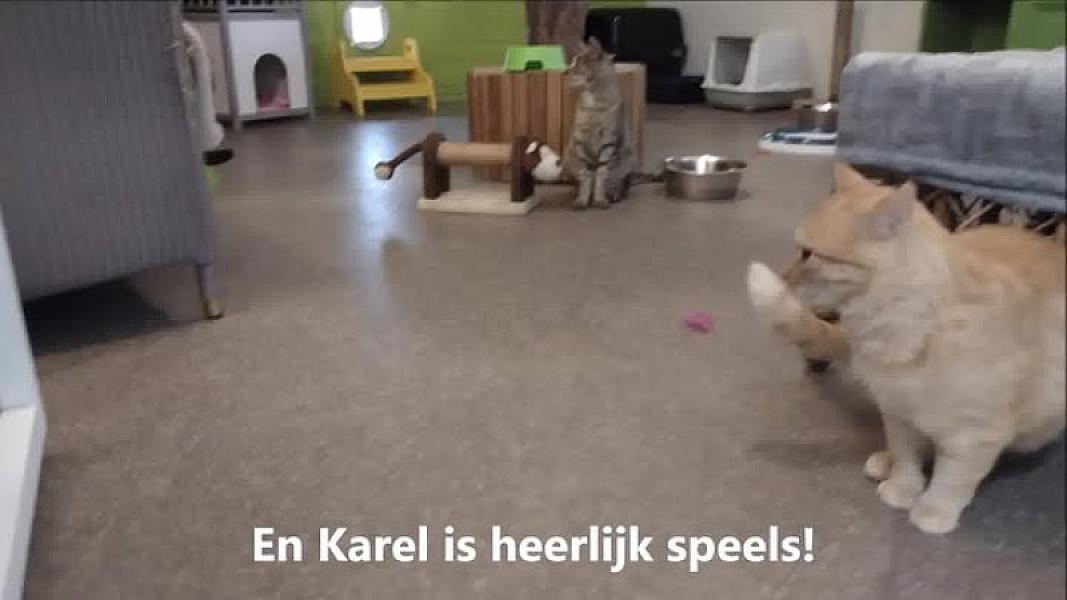 Kattenpraat