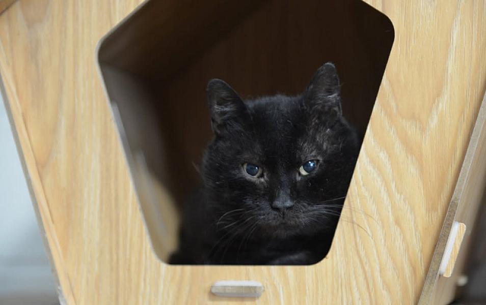Kattenpraat