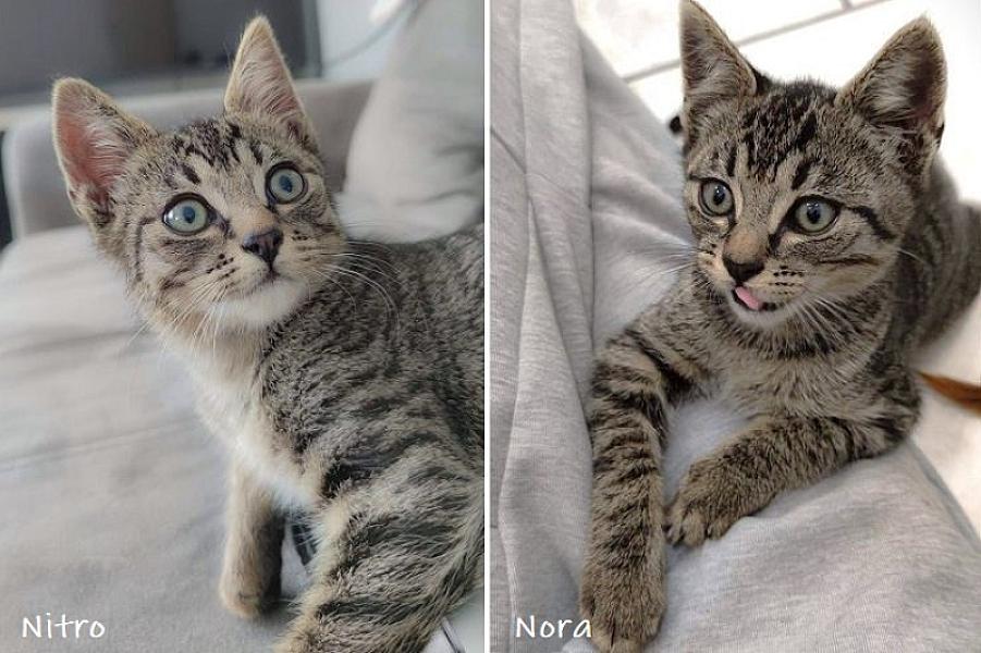Kattenpraat