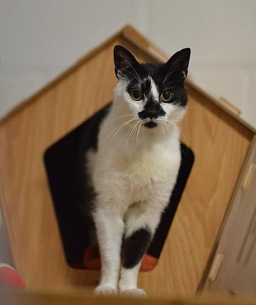Kattenpraat