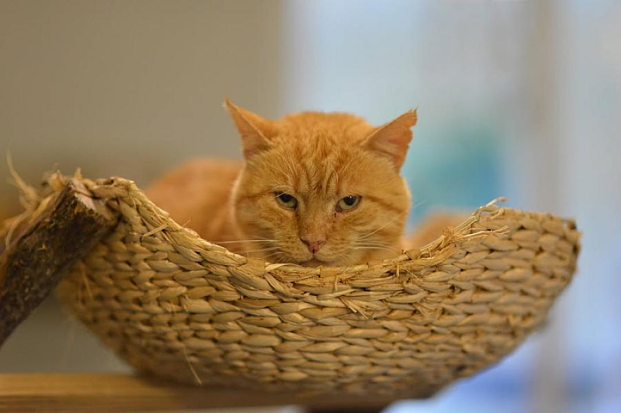 Kattenpraat