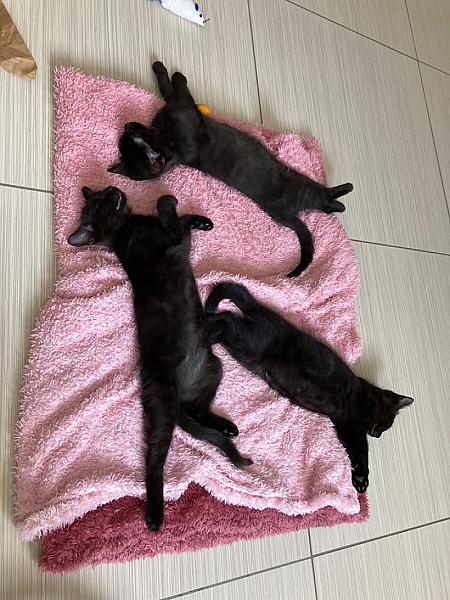 Kattenpraat