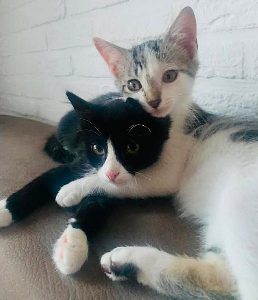 Kattenpraat
