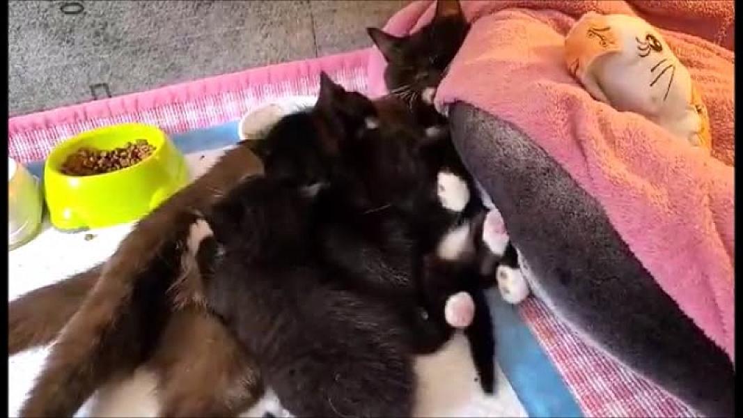 Kattenpraat