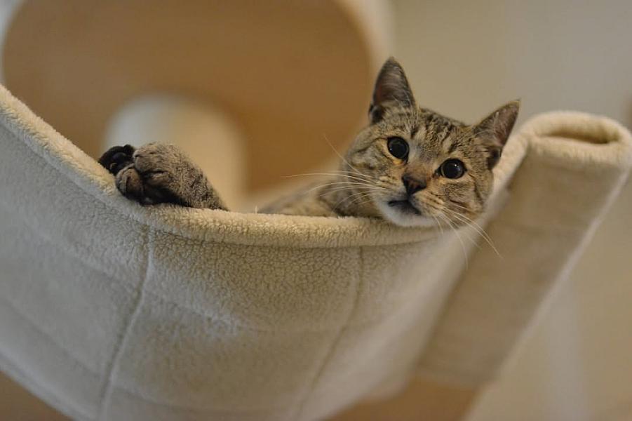 Kattenpraat