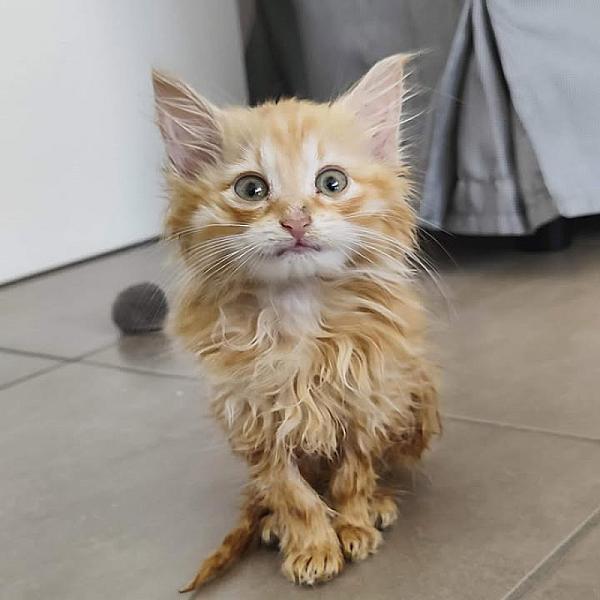 Kattenpraat