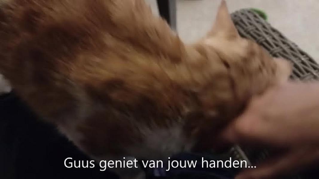 Kattenpraat