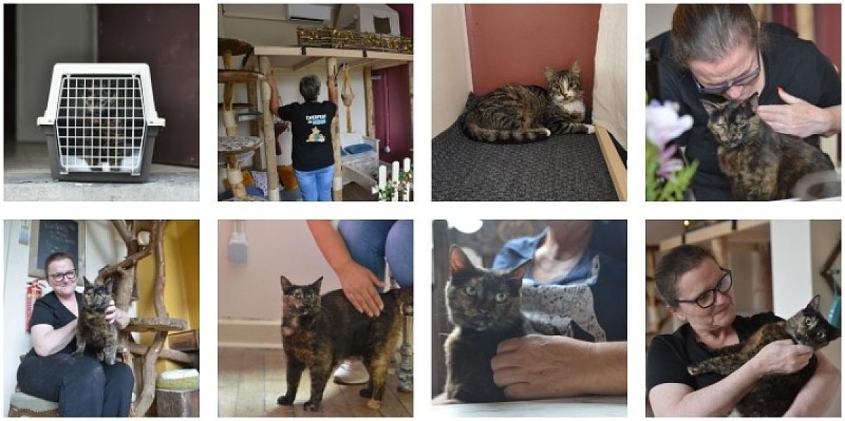 Kattenpraat