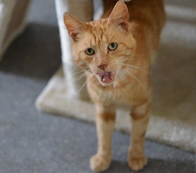 Kattenpraat