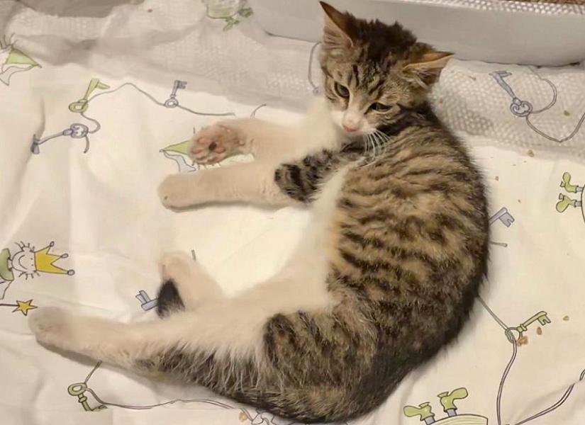 Kattenpraat