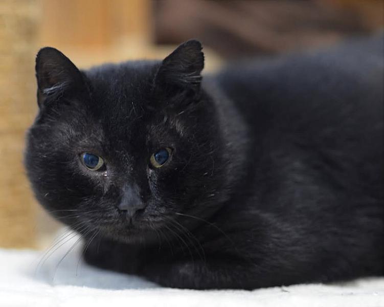 Kattenpraat