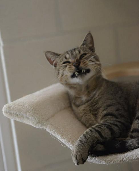 Kattenpraat