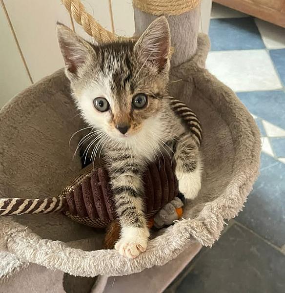 Kattenpraat