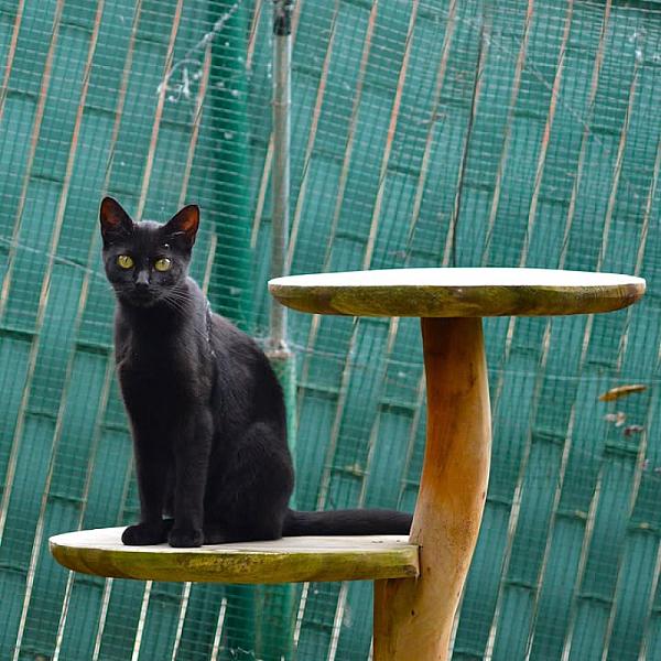 Kattenpraat
