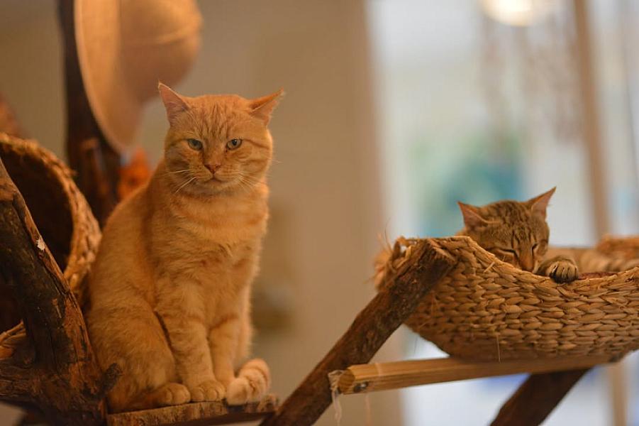 Kattenpraat