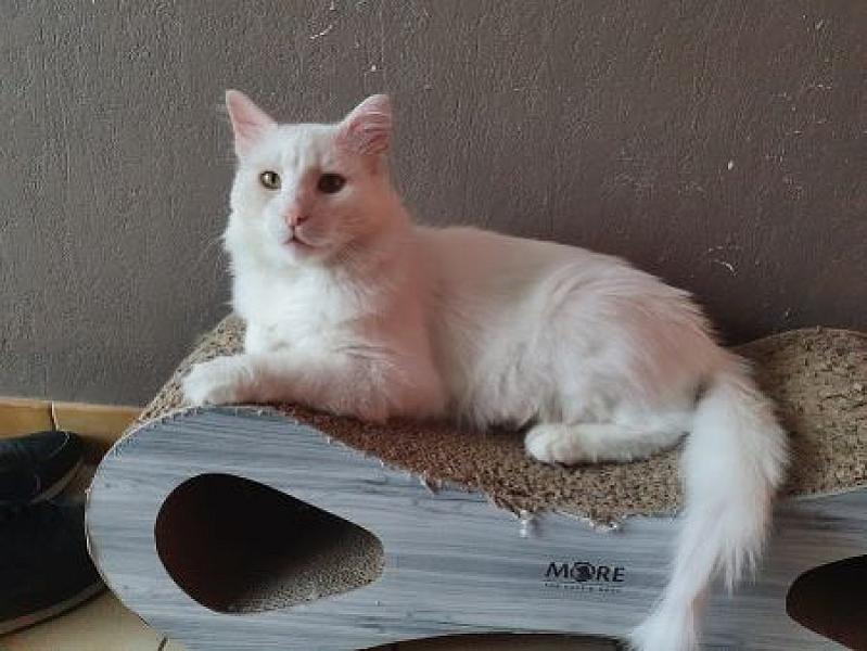 Kattenpraat