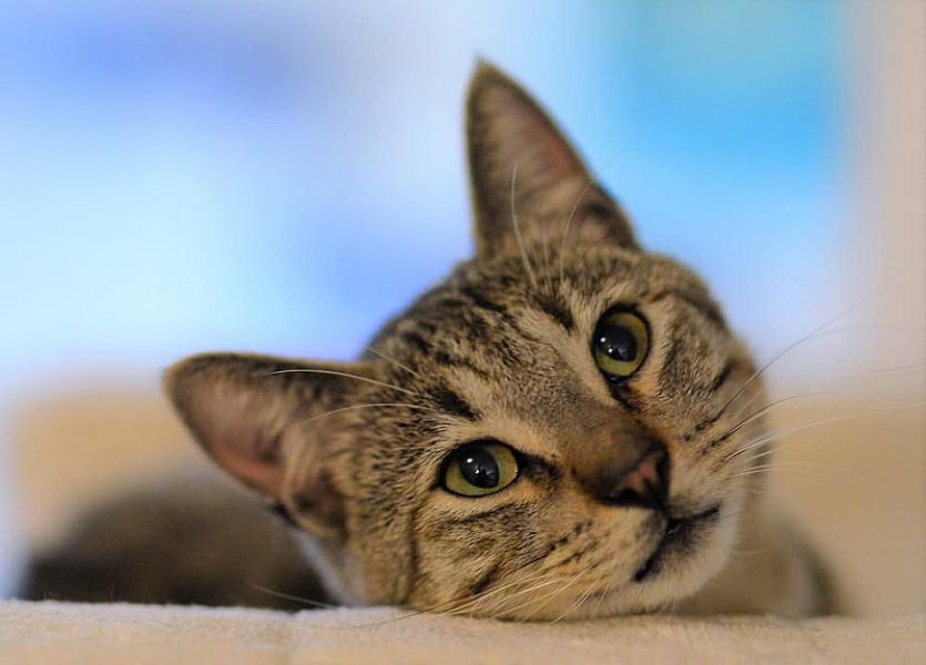 Kattenpraat