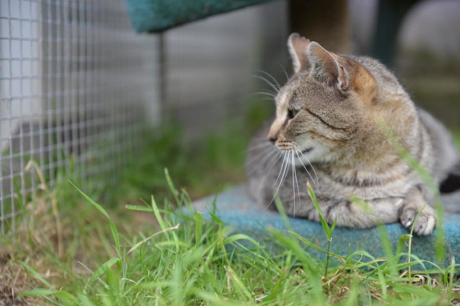 Kattenpraat