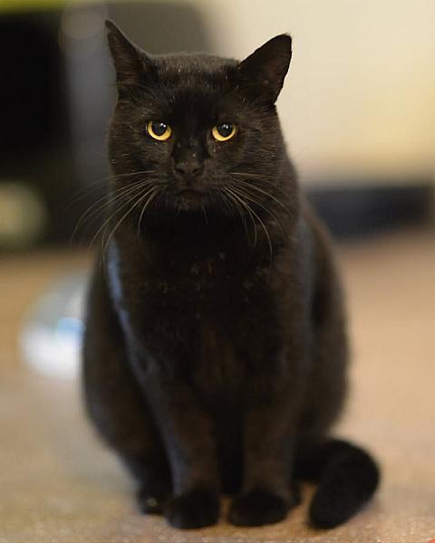 Kattenpraat