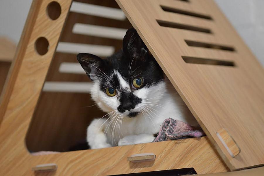 Kattenpraat
