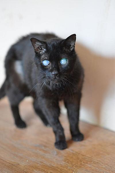 Kattenpraat