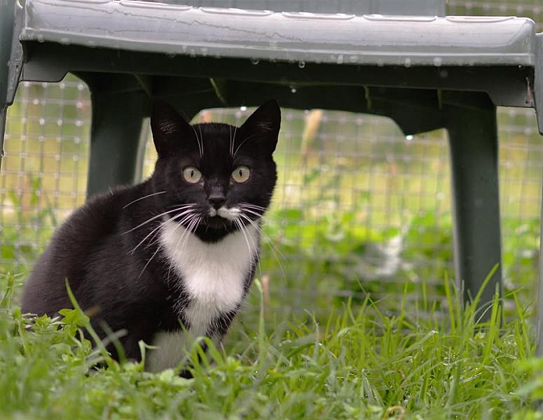 Kattenpraat