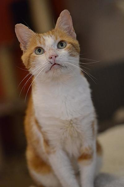 Kattenpraat