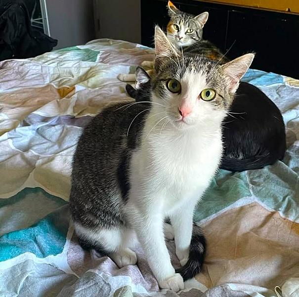 Kattenpraat