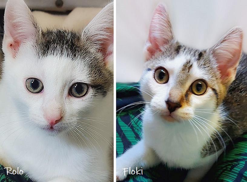 Kattenpraat
