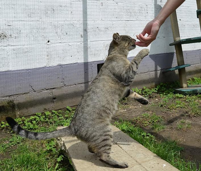 Kattenpraat